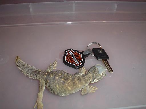 Lizard3