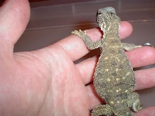Lizard4