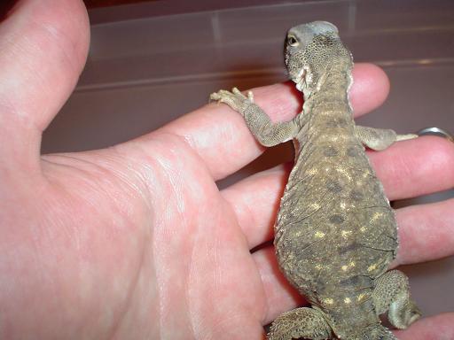 Lizard4