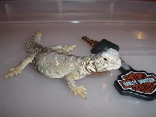 Lizard6