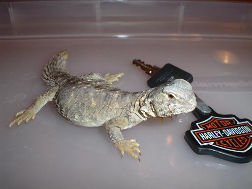Lizard6