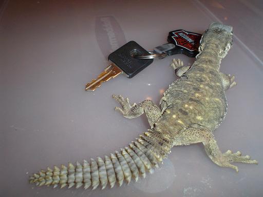 Lizard7