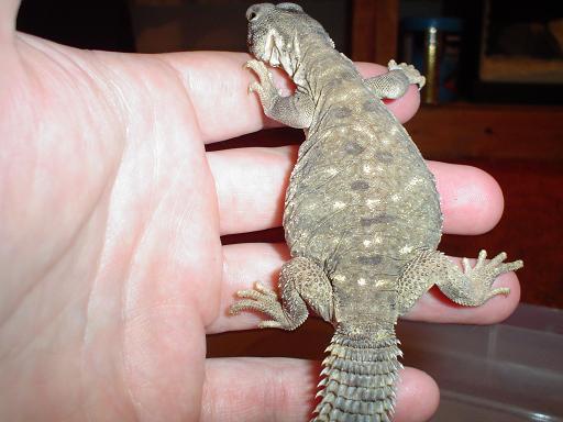 Lizard8