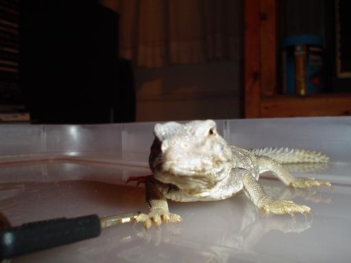 Lizard9