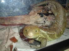Lizard11