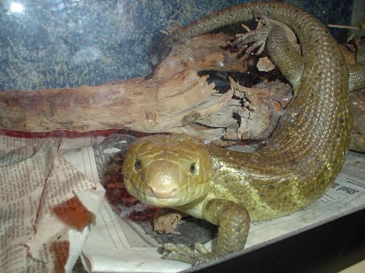 Lizard11