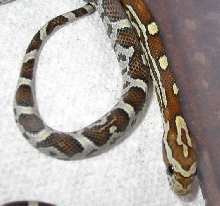 Amber cornsnake