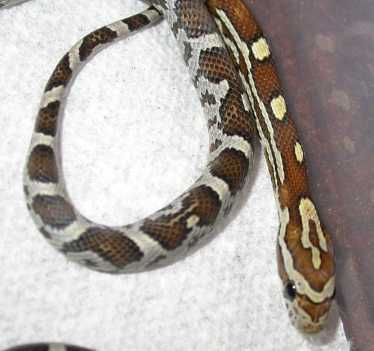 Amber cornsnake