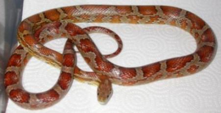 Het Hypo Het Caramel