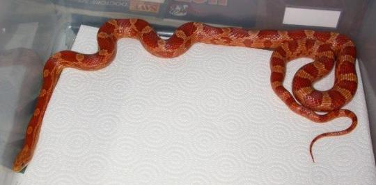 Hypo Het Caramel