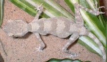 gravid spider gecko
