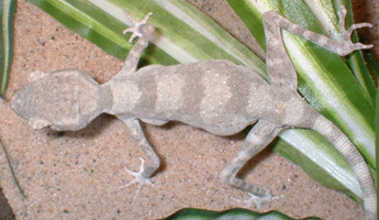 gravid spider gecko