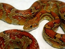 Double Het Amber