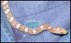 Banshee: My Ghost Corn Snake