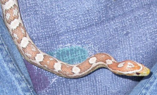Banshee: My Ghost Corn Snake