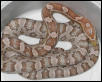 Ghost Cornsnake