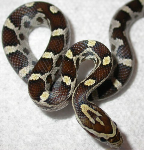 Caramel cornsnake