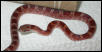 Desi, My Male Bloodred