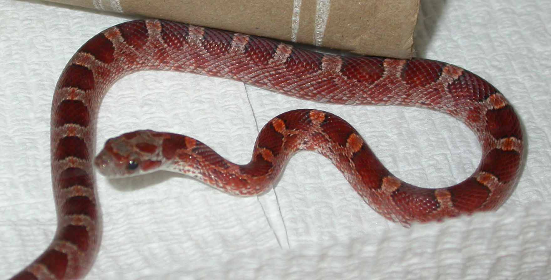 Desi, My Male Bloodred