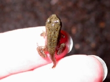 American Toad toadlet