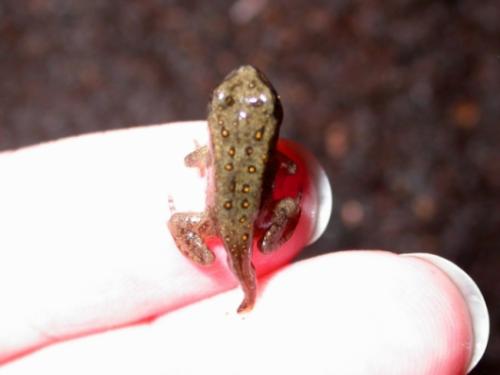 American Toad toadlet