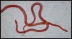 Male and female bloodred