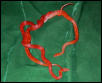Male and female bloodred