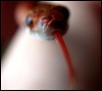 bloodred tongue