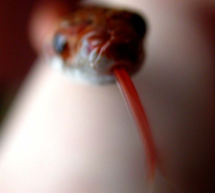 bloodred tongue