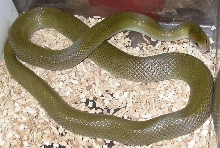 Olive House Snake