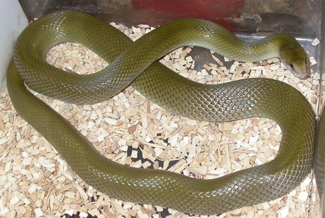 Olive House Snake