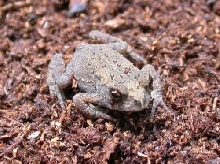 1 month old american toad