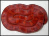 shy bloodred