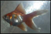 Isamu - Ryukin goldfish