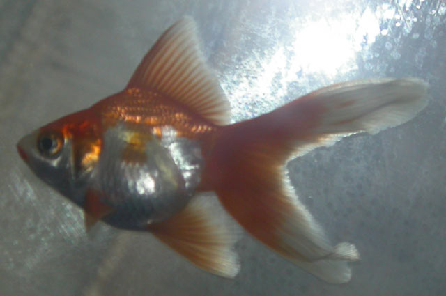 Isamu - Ryukin goldfish