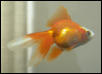 Kabuki - Ryukin goldfish