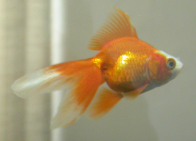Kabuki - Ryukin goldfish