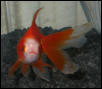 Kabuki