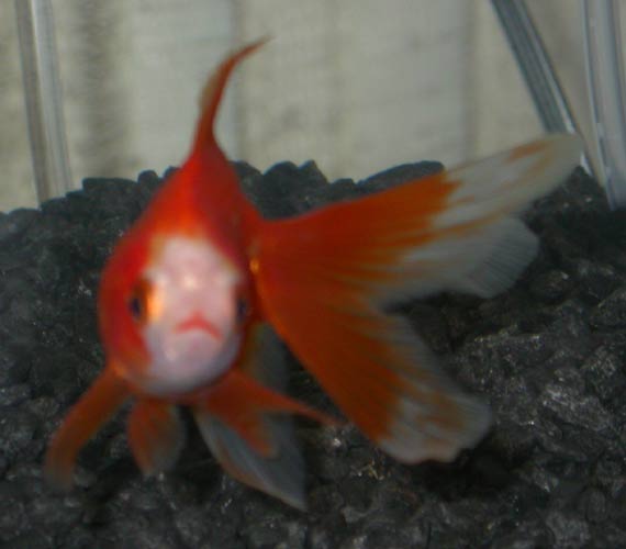 Kabuki
