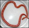 female bloodred