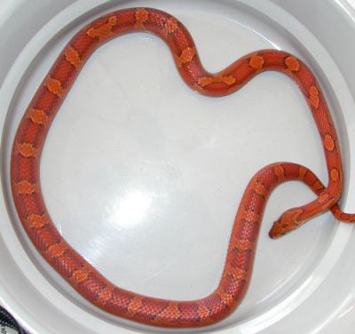 female bloodred