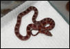 Male bloodred