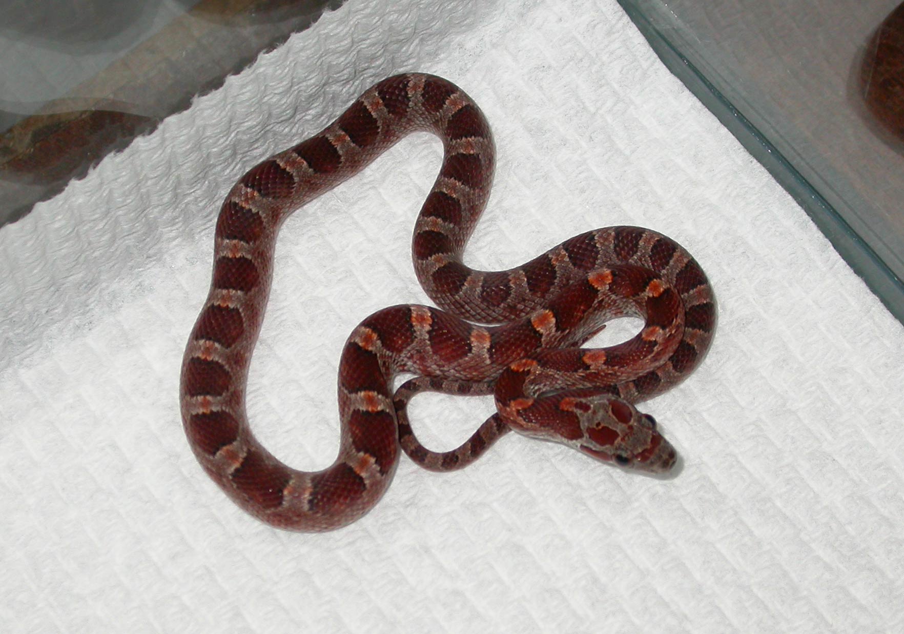 Male bloodred