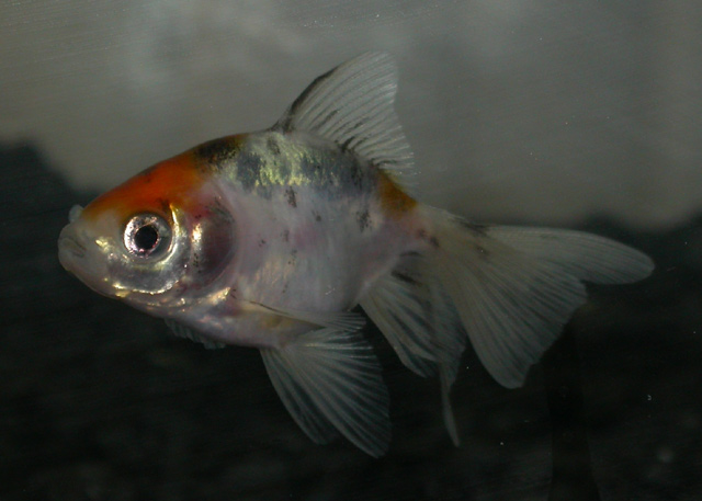 Yuki