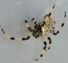 Yellow Spider