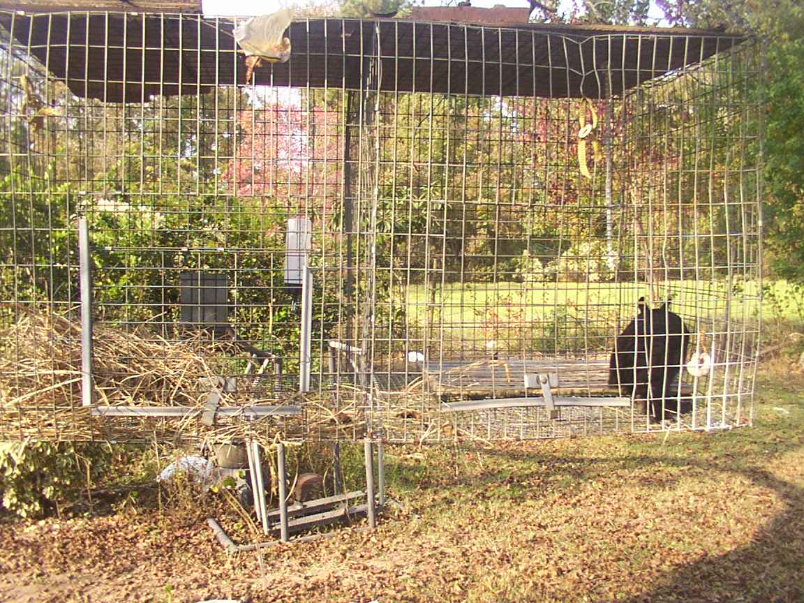 Black Magic's Cage.