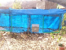 Mini Rex cage.
