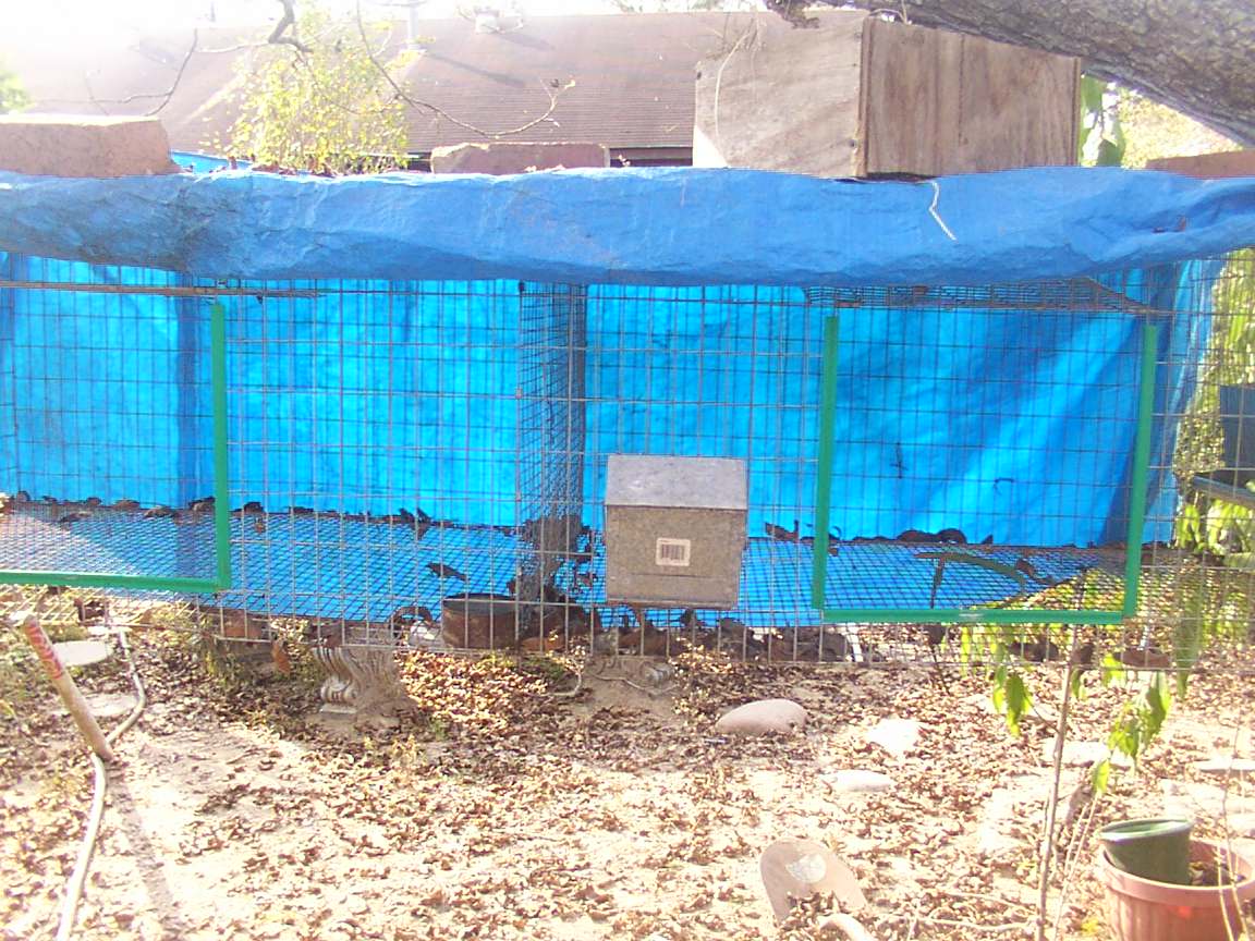 Mini Rex cage.