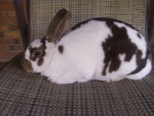 Vegas the mini rex..