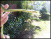 Slinky!See's BIG lunch!